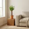 3x Mieszanka palm tropikalnych – Dypsis-Chamaedorea-Yucca – Podgląd zdjęcia produktu 2