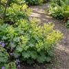 6 Stauden Alchemilla mollis winterhart gelbgrün 20 cm Produktbild-Vorschau 3
