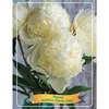 3 Stück Paeonia Mix – Pfingstrose – Strauch – Winterhart – Produktbild-Vorschau 3