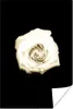 MuchoWow® Poster Blume - Weiß - Rose 40x60 cm - Plakate für Produktbild-Vorschau 1