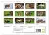 Schöne Schafe (Wandkalender 2027 DIN A4 quer), CALVENDO Produktbild-Vorschau 2