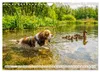 Cavalier King Charles Spaniel - Ein Jahr voller Erlebnisse Produktbild-Vorschau 9