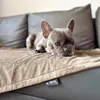 4L Textil Beidseitige Hundedecke Katzendecke Hundedecke für Produktbild-Vorschau 3