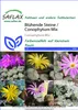 SAFLAX - Kvetoucí kameny / Conophytum Mix - Conophytum Mix Náhled obrázku produktu 11