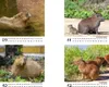 Tierzauber Capybara Tischkalender 10cm x 10cm für 2026 Produktbild-Vorschau 4