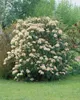 Viburnum rhytidophyllum, Immergrüner Schneeball, 40–60 cm Produktbild-Vorschau 12