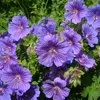 6 x Jeřáb břek - Geranium magnificum | květináč 9cm x 9cm Náhled obrázku produktu 2