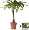 Glückskastanie - Pachira aquatica - Höhe 60-70cm - ⌀17cm Produktbild-Vorschau 1