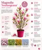 Magnolie Soulangeana 60–80 cm – Blühende Zierpflanze für Produktbild-Vorschau 2