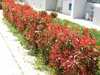 Stauden Gänge 10 x Photinia fraseri 'Little Red Robin' - Produktbild-Vorschau 7