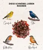 Dehner Natura Premium Wildvogelfutter, Rosinen Delikatesse, Produktbild-Vorschau 4