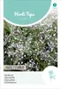 Gypsophile blanche | Graines de fleurs Hortitops Voir les images du produit 1