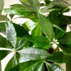 Pachira Aquatica avec tronc tressé – 80-90 cm – 21 cm – Voir les images du produit 5