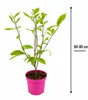 Magnolie Soulangeana 60–80 cm – Blühende Zierpflanze für Produktbild-Vorschau 5