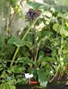 Kwiat nietoperza (Tacca chantrieri)  – 10 nasion Podgląd zdjęcia produktu 2