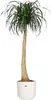 elho b.for Soft Rund 16cm Übertopf - weiss Produktbild-Vorschau 9
