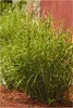 Stauden Gänge 1 x Miscanthus sinensis 'Little Zebra' im 1 Produktbild-Vorschau 1