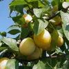 A close-up view of yellow plums growing on a tree branch, surrounded by green leaves. Produktbild-Vorschau
