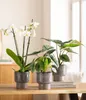 Dehner Übertopf Dodo, konische Form, Indoor Blumentopf, Ø Produktbild-Vorschau 3