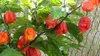 Carolina Reaper (Capsicum chinense 'Carolina Reaper') - 10 Náhľad obrázku produktu 2