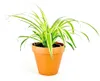 Gardners Chlorophytum Comosum, průměr 6 cm Náhled obrázku produktu 4