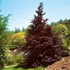 Blutbuche Purpurea 60-100 cm, im Topf - Fagus sylvatica Produktbild-Vorschau 10