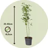 Japanischer Ahorn - Acer palmatum 'Going Green' - Höhe Produktbild-Vorschau 2