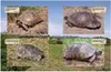 Maurische Landschildkröten Voir les images du produit 2