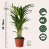 Zimmerpalmen-Mix - 2 Stk - Chamaedorea, Dypsis - Höhe Produktbild-Vorschau 2