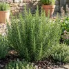 6x Rosmarinus officinalis P9 H20 Produktbild-Vorschau 5