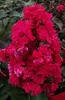 Lagerstroemia indica DYNAMITE 'Whit II' / Lilas des Indes Voir les images du produit 1