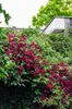 Clematis Hagley Hybrid - Clematis Rood - Ø15cm - ↕65cm Voir les images du produit 2