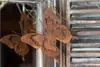 Two rusty metal butterfly decorations hang in front of a wooden shutter. Produktbild-Vorschau