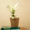 1x Aglaonema White Joy P12 H25 Produktbild-Vorschau 4