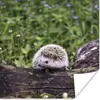 MuchoWow® Poster Igel - Weiß - Baumstamm - Blumen 50x50 cm Produktbild-Vorschau 1