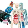 Vědecká zábava. Super anatomie Náhled obrázku produktu 3