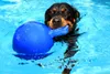 Jolly Pets Ball Tug-n-Toss 10 cm Blau Produktbild-Vorschau 7