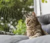 TRIXIE Katzenschutznetz, drahtverstärkt - olivgrün - 3 × 2 Produktbild-Vorschau 2