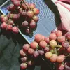 Winorośl Reliance bezpestkowa 2L Podgląd zdjęcia produktu 3