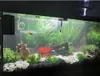 Aquarium Kies, Schneeweiss 1 kg Koernung 1-3 cm Produktbild-Vorschau 5