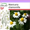 SAFLAX - Pravý harmanček - Matricaria chamomilla - 300 Náhľad obrázku produktu 5