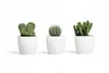 Three potted cacti are arranged in a row against a white background. Produktbild-Vorschau