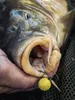 Tandem Baits Carp Food Perfection Mini Hookers Reiner Produktbild-Vorschau 5