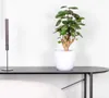 Bloomique - Polyscias Fabian - Aralia - Plante d’intérieur Voir les images du produit 2