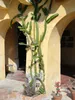 Žltá pitahaya (Hylocereus megalanthus)  – 10 semien Náhľad obrázku produktu 6