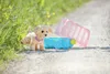 BABY born Môj šťastný pes s prepravným boxom Náhľad obrázku produktu 7
