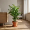 Chamaedorea elegans, detta anche "palma da montagna", Anteprima dell’immagine prodotto 4