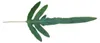 Kapradina zlatá "Modrá hvězda", Phlebodium aureum, 12cm Náhled obrázku produktu 2