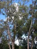 Zitronen-Eukalyptus (Corymbia citriodora)  - 20 Samen Produktbild-Vorschau 2