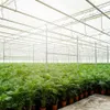 Goldfruchtpalme Areca – Zimmerpflanze Ø21cm – 110cm hoch – Produktbild-Vorschau 7